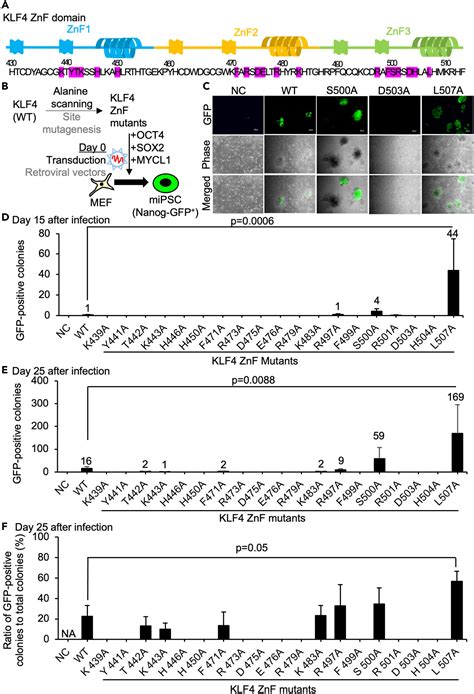 Structurally-discovered KLF4 variants accelerate and stabilize ...