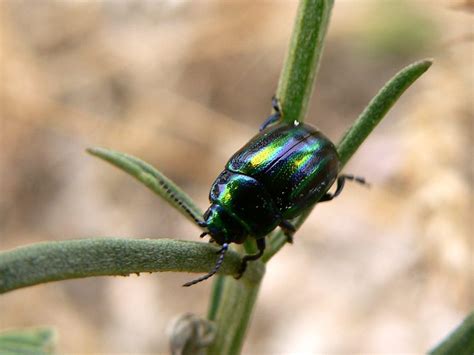 Rainbow Leaf Beetle