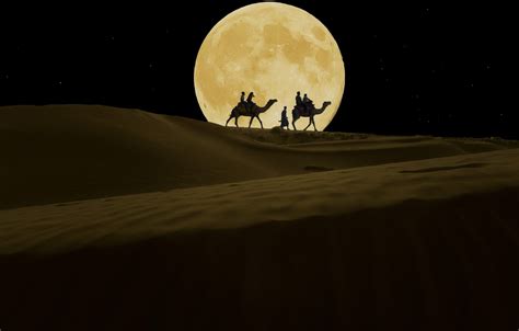 Sahara Camel Night Wallpapers Wallpaper Cave