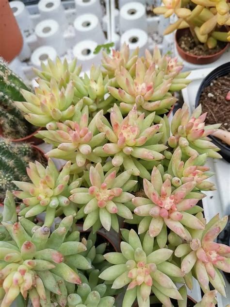 ×sedeveria Harry Butterfield Siracactus Succulente Pendenti