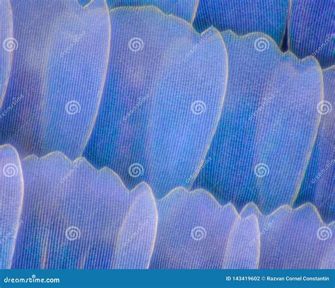 Extreme Magnification Butterfly Wing Blue Morpho Morpho Peleides 100x