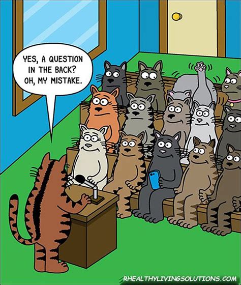 Pin by Denette King on Cats Are Great - Cartoons & Memes | Cat jokes ...