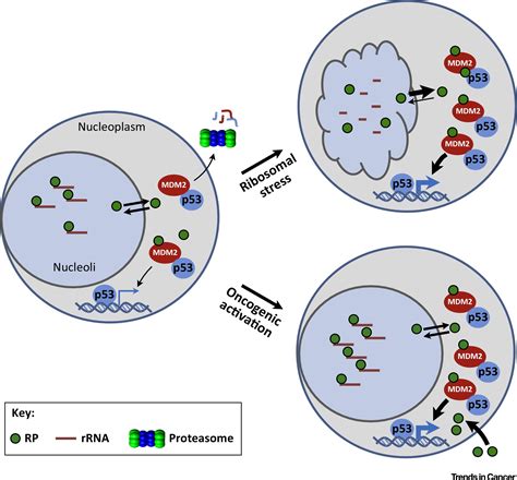 Rpmdm P Pathway Linking Ribosomal Biogenesis And Tumor