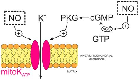 Ijms Free Full Text Gas Signaling Molecules And Mitochondrial