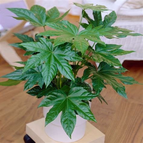 Japanese Aralia Plant - Fatsia japonica For Sale – BrighterBlooms.com