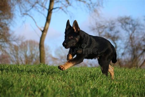 Running German Shepherd Puppy Stock Photo - Image of canine, happiness: 135857002