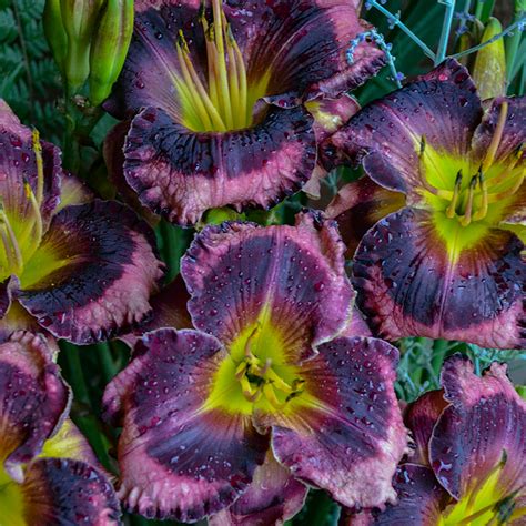 Double Pardon Me Daylily | Plant Addicts