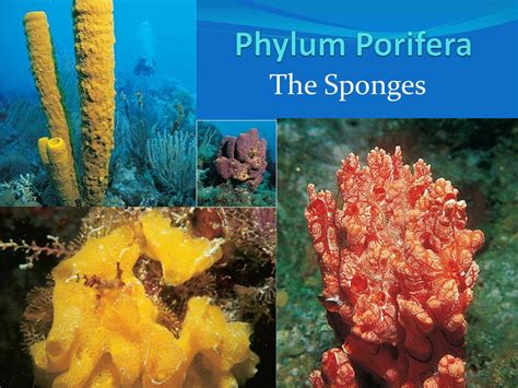 Examples Of Phylum Porifera