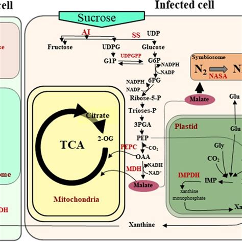 Schematic Representation Of The Major Metabolic Pathways Present In