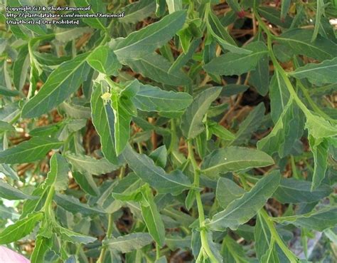 Plantfiles Pictures Oenothera Species Mexican Evening Primrose Pink