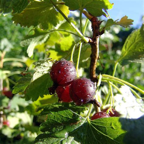 Groseillier Maquereaux Captivator Ribes Uva Crispa Fruits Rouge Fonc