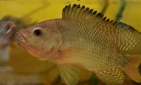 Nile Tilapia Oreochromis Niloticus En Acuario Imagen De Archivo Imagen De Pescados