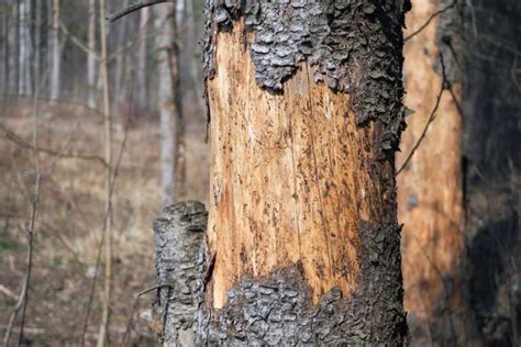 Bostrico Il Coleottero Che Sta Devastando Le Foreste Del Nord Italia