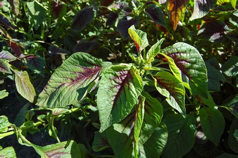 Red Callaloo Amaranth Seeds The Plant Good Seed Company