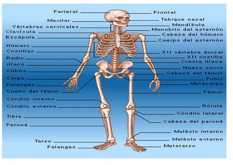 Huesos Del Cuerpo Humano Nombres E Imagen Pdf Riset