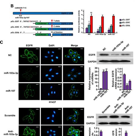 MiR 103a 3p Acts As A Tumour Suppressor Through EGFR H1437 Cells