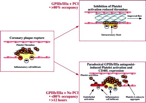 Platelet Glycoprotein IIb IIIa Inhibitors Circulation