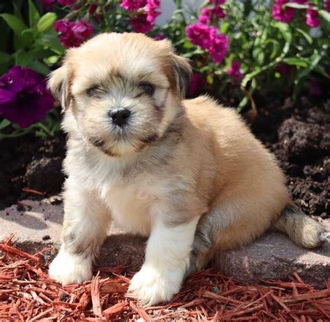 Marley A Golden Female Lhasa Apso Puppy 679792 Puppyspot