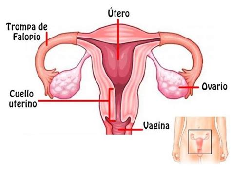 aparato reproductor rompecabezas en línea