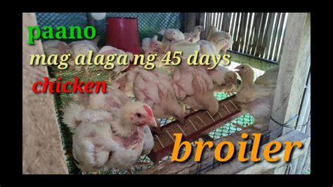 Paano Ang Pag Aalaga Ng Manok Broiler Days Chicken Tips Sa Pag