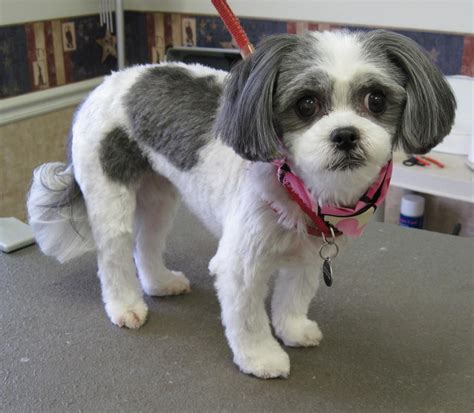 15+ Favorite How To Cut Maltese Shih Tzu Hair