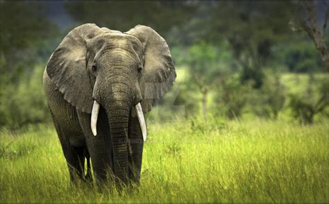 African Elephant By Gerrykerr On Deviantart