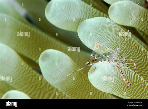 Spotted Cleaner Shrimp Periclimenes Yucatanicus Bonaire Caribbean