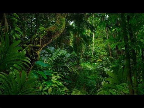 Natural Jungle Sounds Exotic Birds Singing With Sounds Of Mother Nature