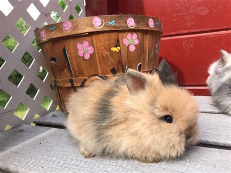 5 Lionhead Baby Bunnies For Sale Sioux Falls Bunnies For Sale Near Me