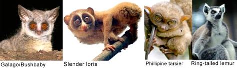 Prosimian - Alchetron, The Free Social Encyclopedia