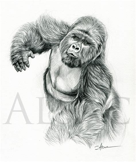 Gorilla Sketch Drawing