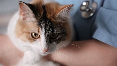 Clindamycin For Cats: Uses Dosage & Side Effects | 猫の健康, ペットケア, ペット用品