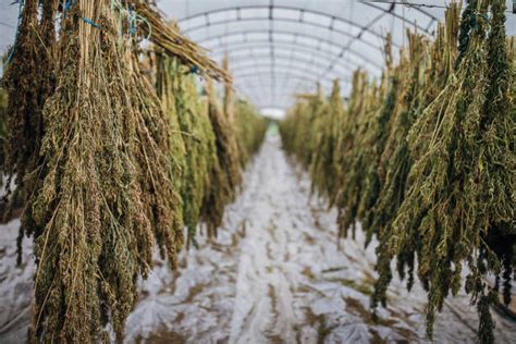Herb Drying Racks Stock Photos Pictures And Royalty Free Images Istock