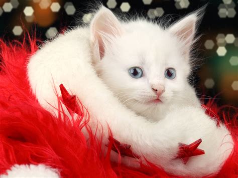 Christmas Cat Wallpapers Wallpaper Cave