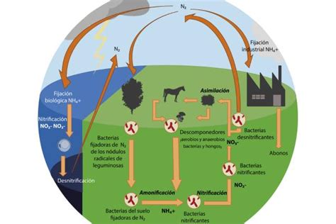 Resumen Del Ciclo Del Nitr Geno Etapas E Importancia The Best Hot Sex