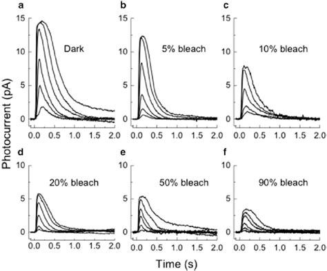 3 Responses Of Mouse Rods Before And After Exposure To Bright Bleaching