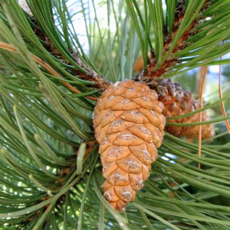 Pinus Nigra Crni Bor