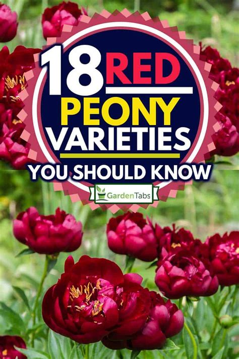 18 Red Peony Varieties You Should Know