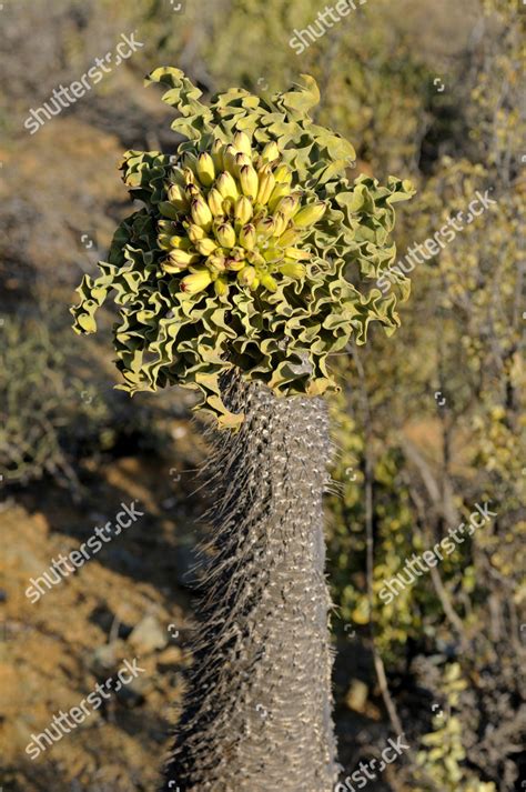 Halfmens Pachypodium Namaquanum Inflorescence Habitat Richtersveld