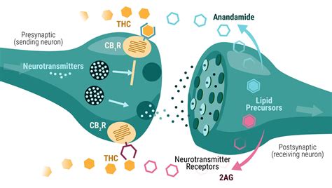 What Is Thc A Closer Look At The Main Compound In Cannabis Rqs Blog