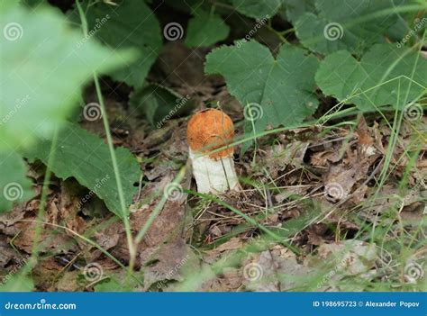 Cogumelo Boleto Na Floresta Imagem De Stock Imagem De Objeto Pequeno