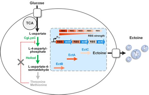 Metabolic Engineering Strategi Image Eurekalert Science News Releases