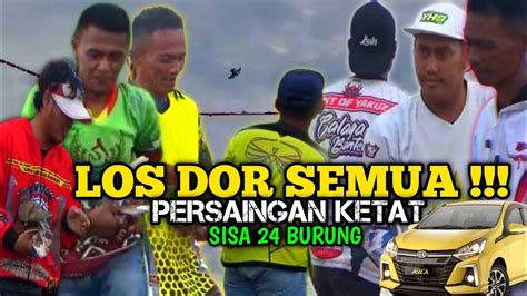 LOS DOR SEMUASISA 24 BURUNG LOMBA MERPATI PUTARAN 3 LIGA PMKN HADIAH