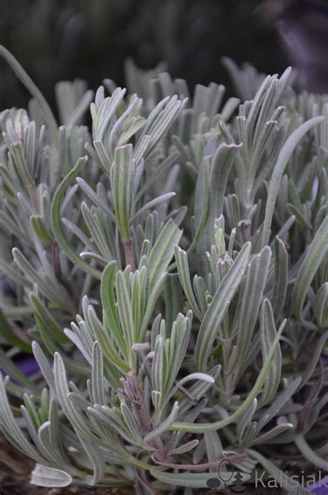 Lavandula X Intermedia Provence Lawenda Po Rednia