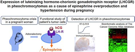 Effects Of Hcg On Heart