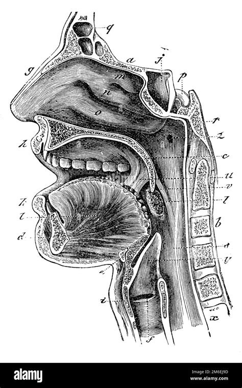 Diagrama De Cavidad Oral Y Garganta Ilustración Antigua De Un Libro