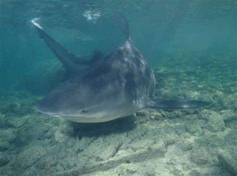 Bull Shark (Carcharhinus leucas)