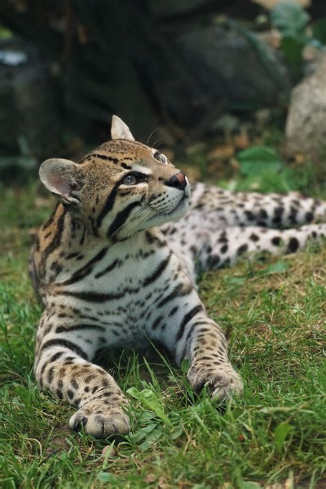 Ocelot Leopardus Pardalis Ocelot Ozelot Domaine Des Fauv Flickr