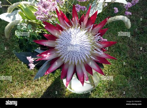 King Protea The Protea Cynaroides Property Released Stock Photo Alamy