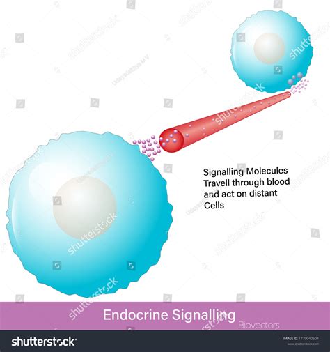 Endocrine Cell Signaling By Hormone Molecules Stock Vector (Royalty ...